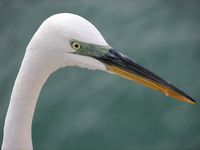 Egret stare